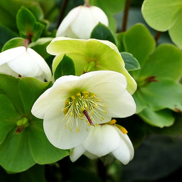 Schneerose ' Ros.'White' (Helleborus x gld. HGC Ice N)