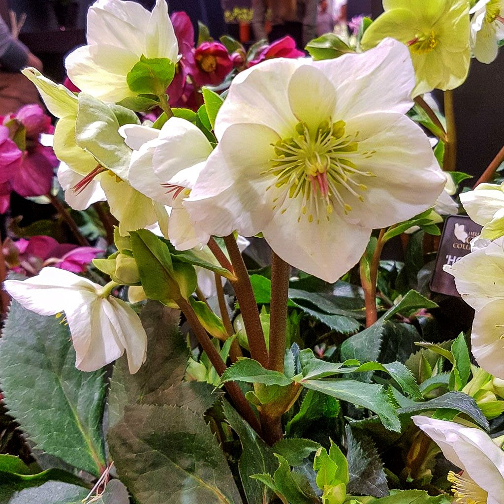 Schneerose ' Ros.'White' (Helleborus x gld. HGC Ice N)