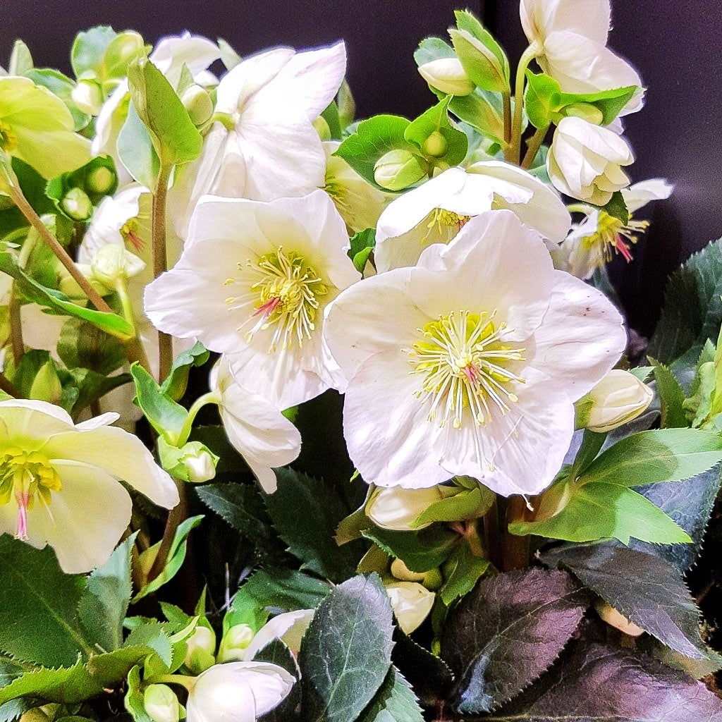 Schneerose ' Ros.'White' (Helleborus x gld. HGC Ice N)