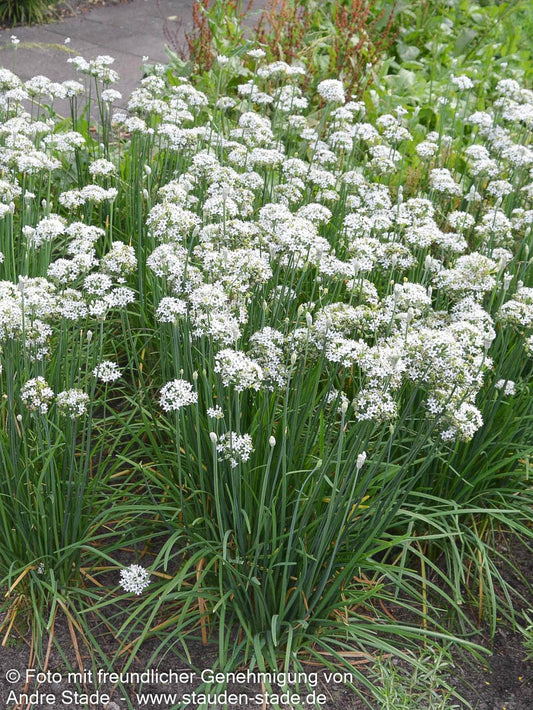 Schnitt-Knoblauch (Allium tuberosum)