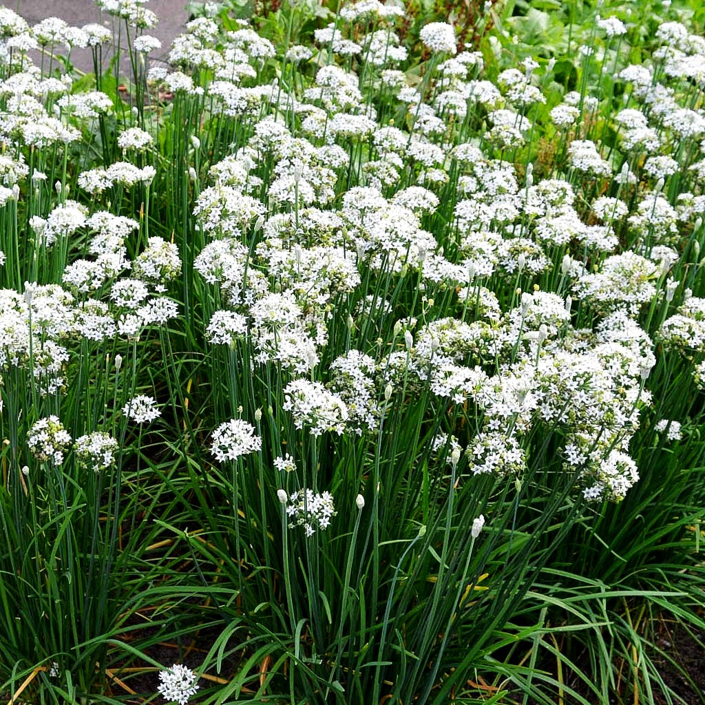 Schnitt-Knoblauch (Allium tuberosum)