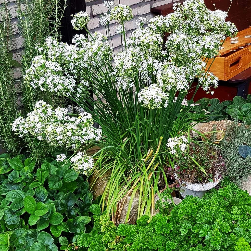 Schnitt-Knoblauch (Allium tuberosum)