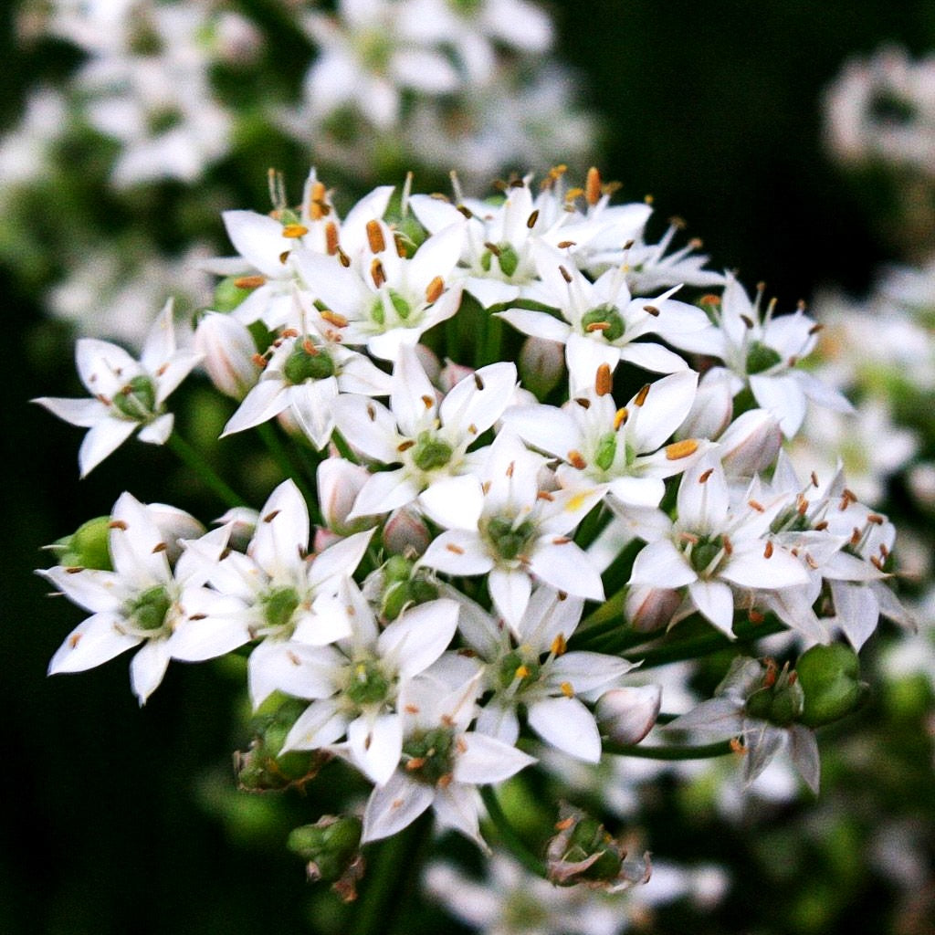 Schnitt-Knoblauch (Allium tuberosum)