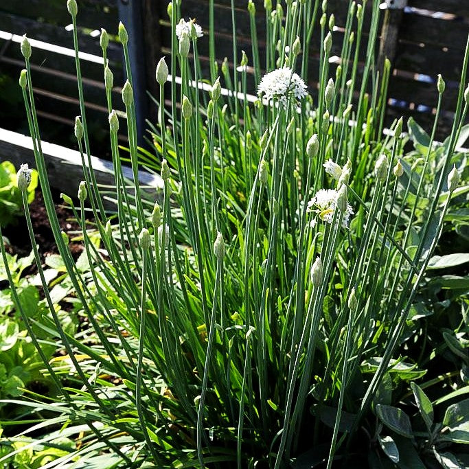 Schnitt-Knoblauch (Allium tuberosum)