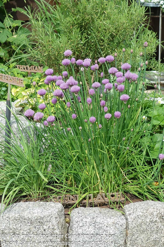 Schnitt-Lauch (Allium schoenoprasum)