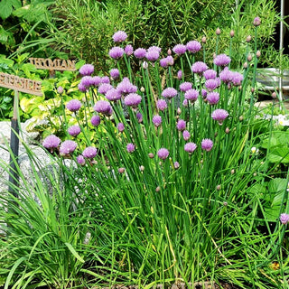 Schnitt-Lauch (Allium schoenoprasum)