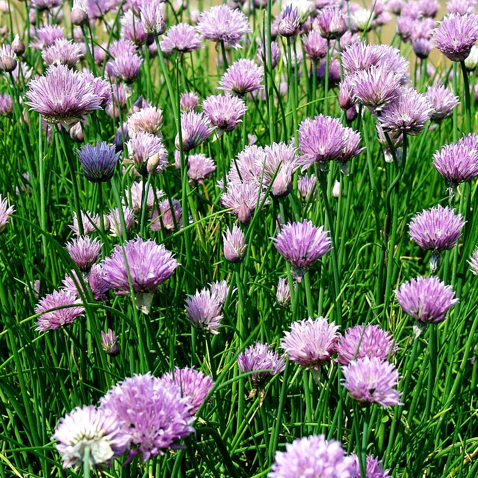 Schnitt-Lauch (Allium schoenoprasum)