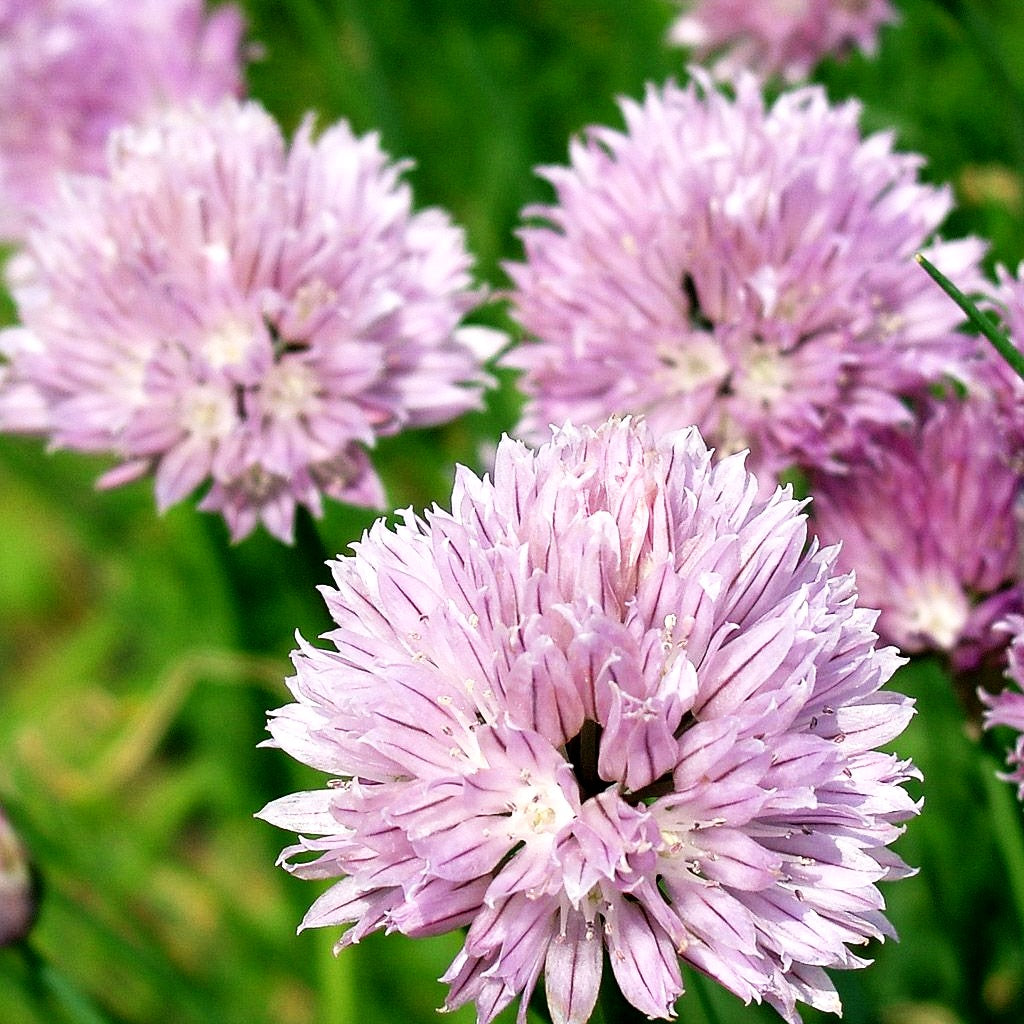 Schnitt-Lauch (Allium schoenoprasum)