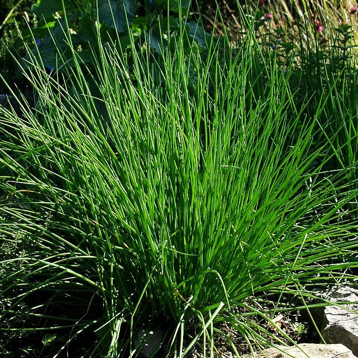 Schnitt-Lauch (Allium schoenoprasum)