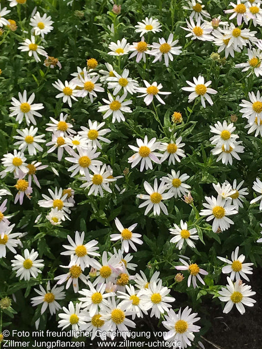 Schönaster 'Alba' (Kalimeris incisa)