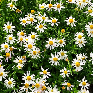 Schönaster 'Alba' (Kalimeris incisa)