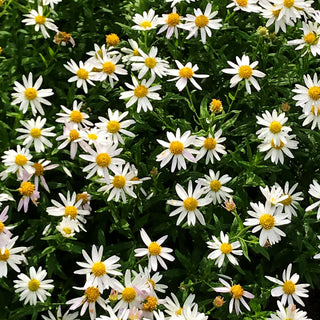 Schönaster 'Alba' (Kalimeris incisa)