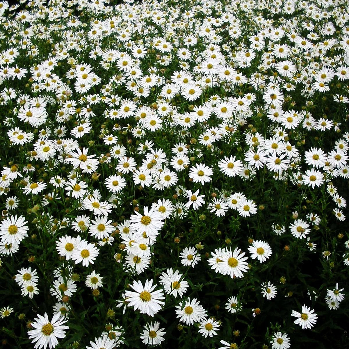 Schönaster 'Alba' (Kalimeris incisa)