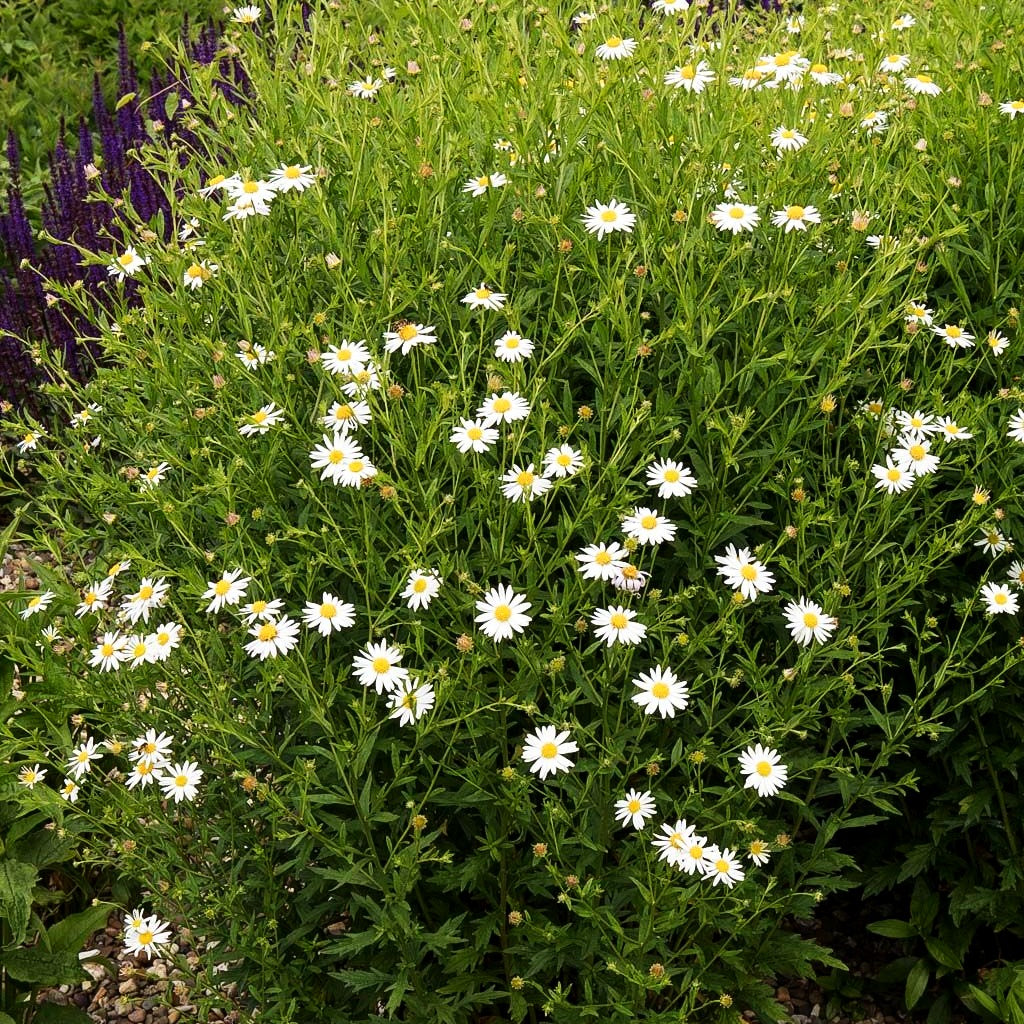 Schönaster 'Alba' (Kalimeris incisa)