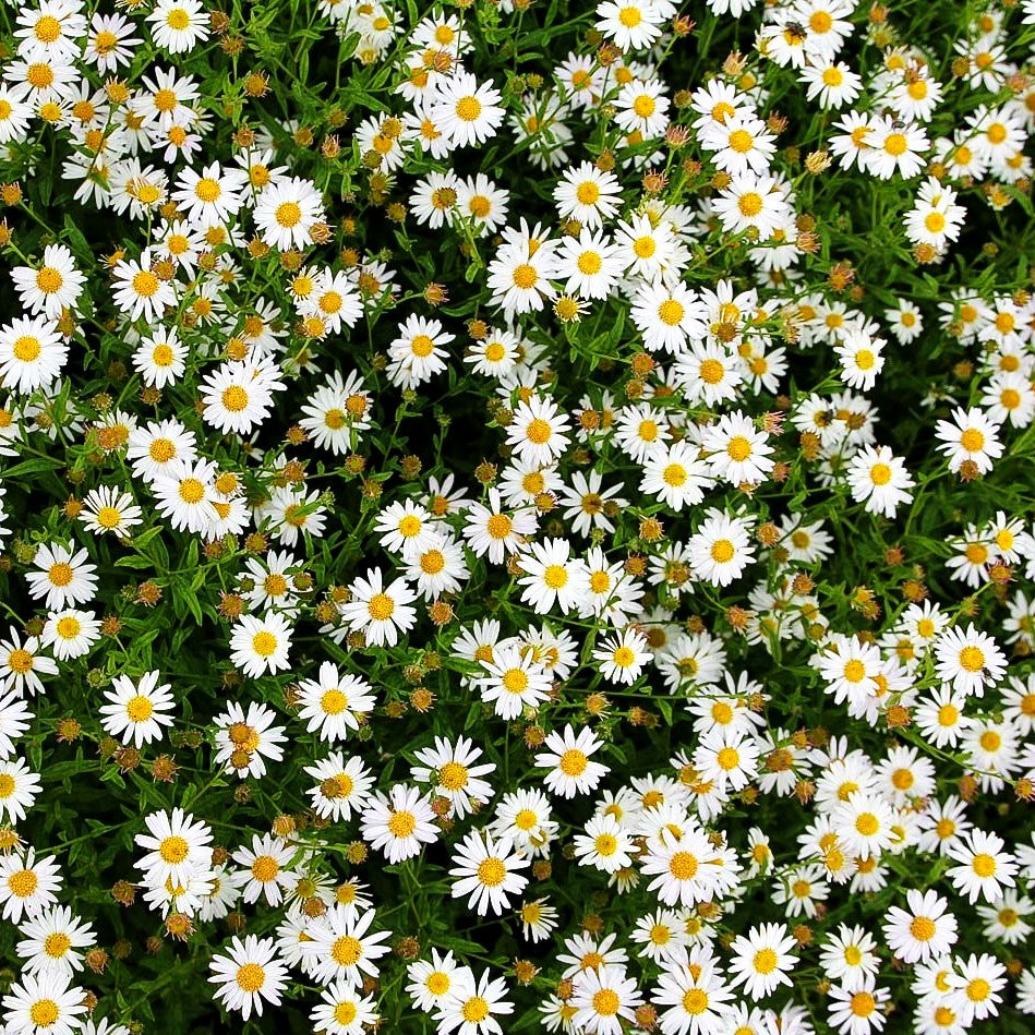 Schönaster 'Alba' (Kalimeris incisa)