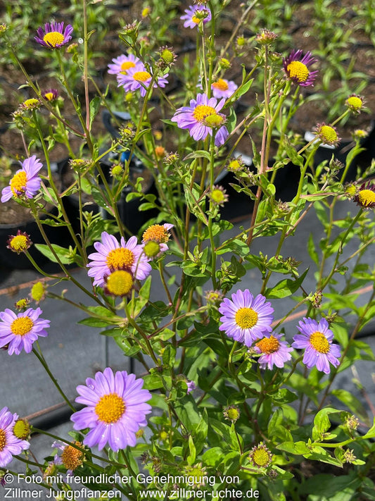 Schönaster 'Antonia' (Kalimeris mongolica)