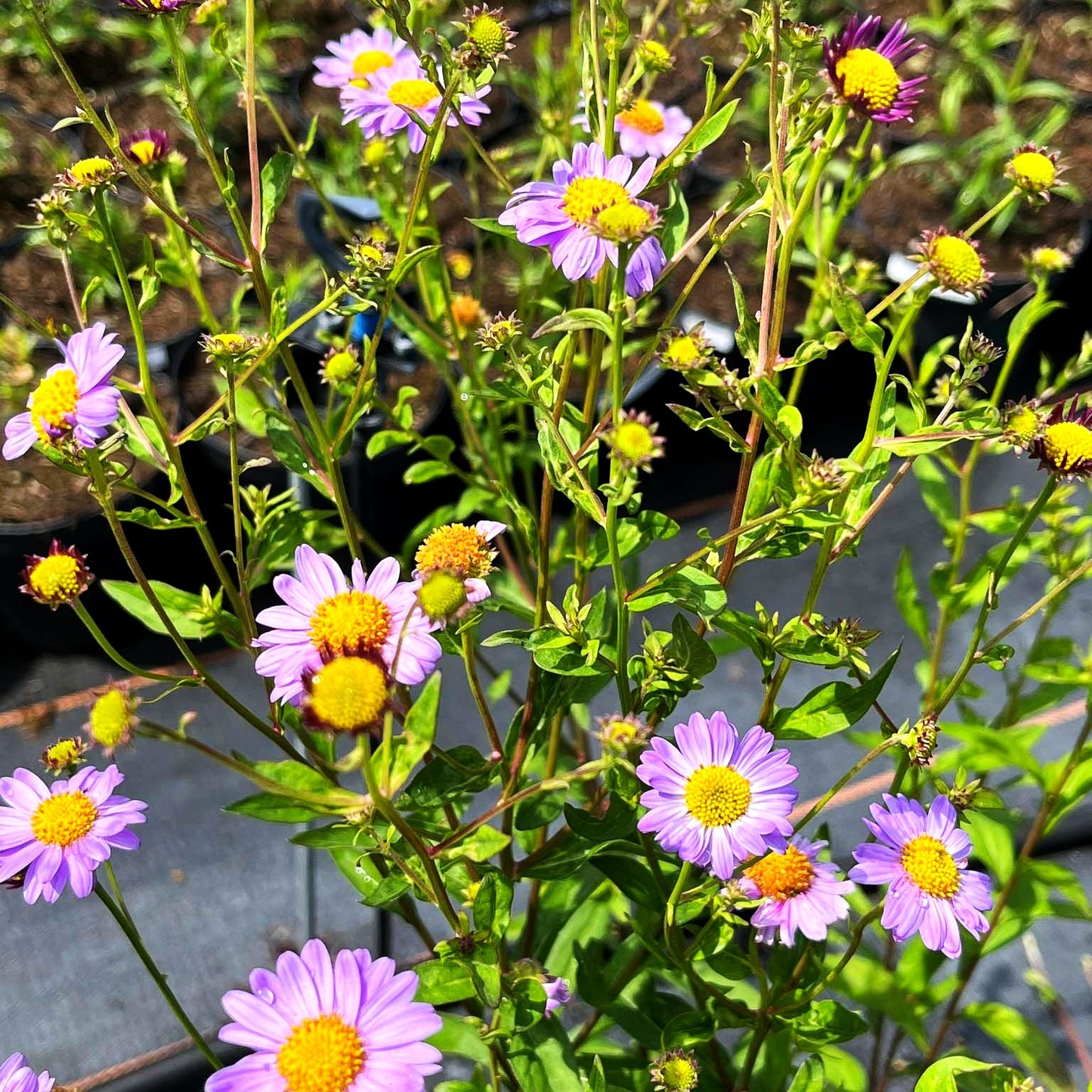 Schönaster 'Antonia' (Kalimeris mongolica)
