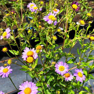 Schönaster 'Antonia' (Kalimeris mongolica)
