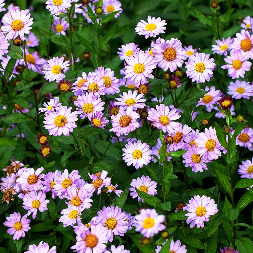 Schönaster 'Antonia' (Kalimeris mongolica)