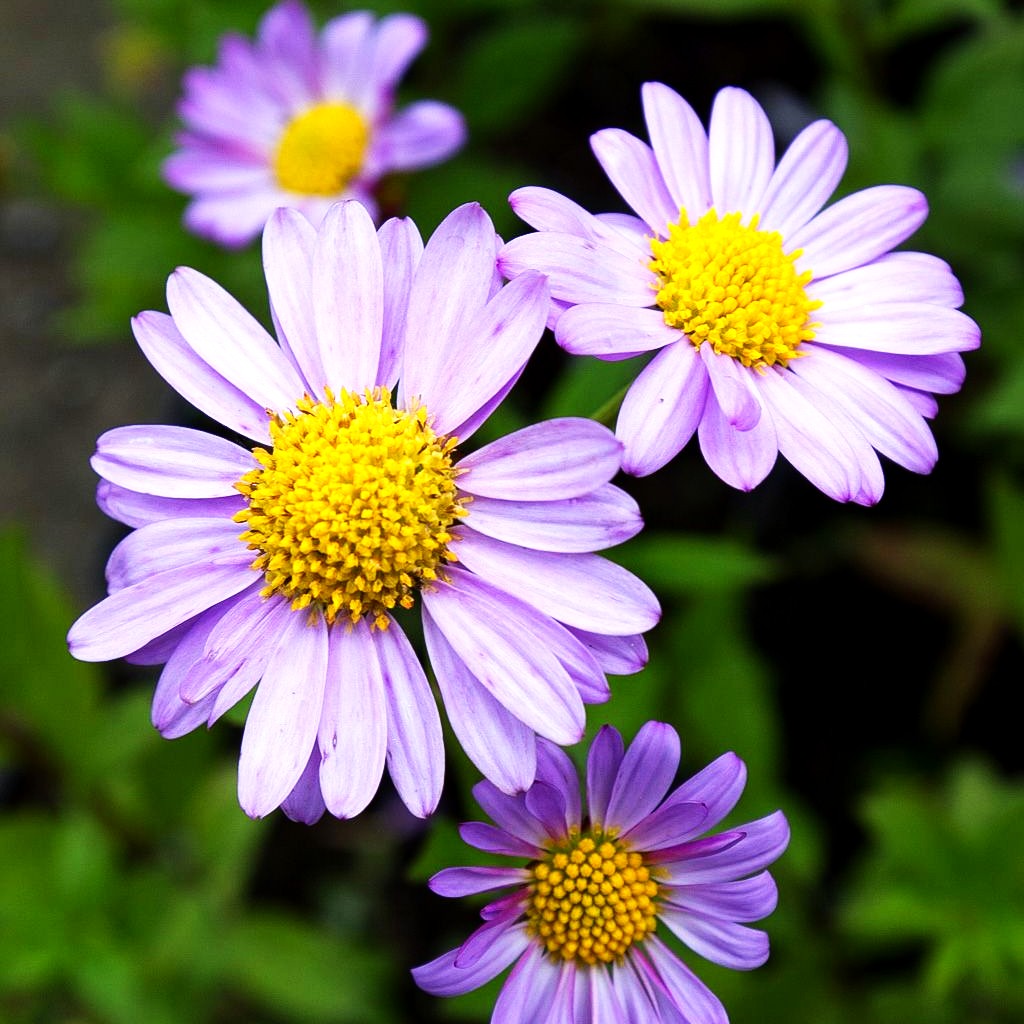 Schönaster 'Antonia' (Kalimeris mongolica)