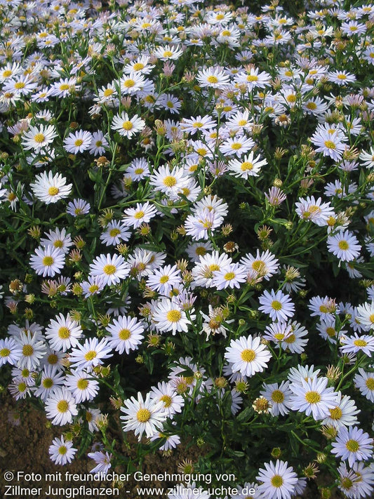 Schönaster 'Blue Star' (Kalimeris incisa)