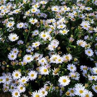 Schönaster 'Blue Star' (Kalimeris incisa)