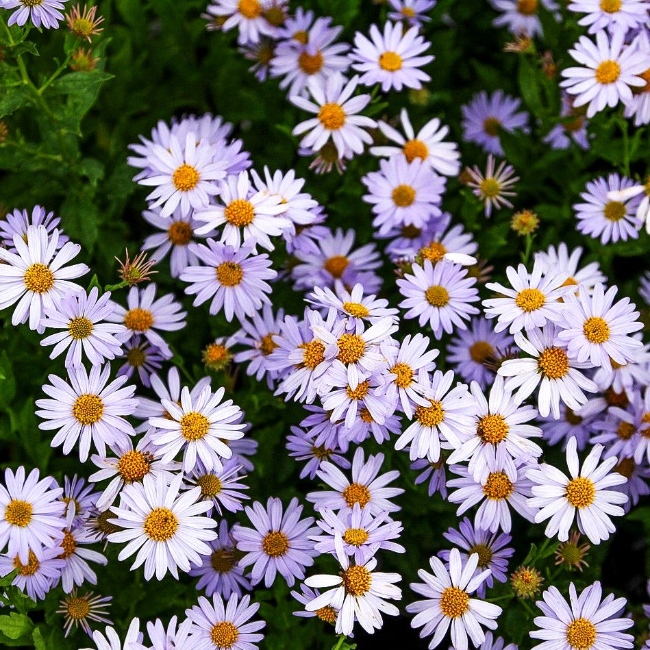 Schönaster 'Blue Star' (Kalimeris incisa)