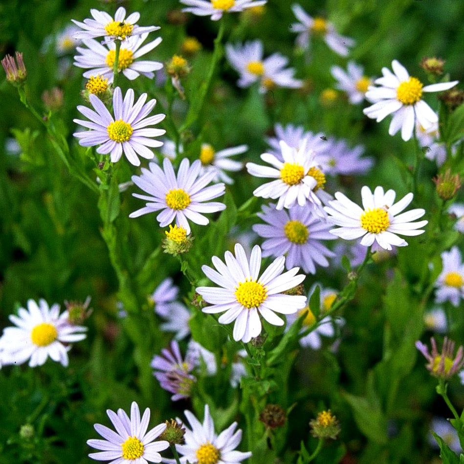 Schönaster 'Blue Star' (Kalimeris incisa)