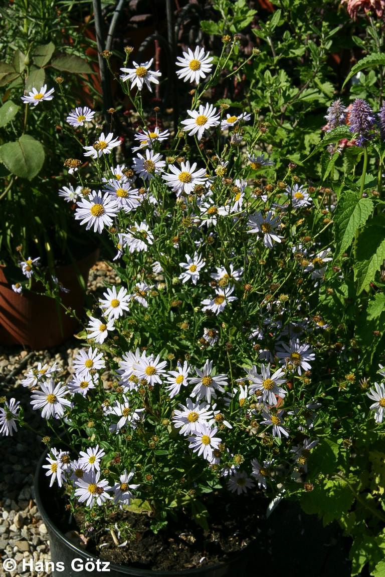 Schönaster 'Blue Star' (Kalimeris incisa)