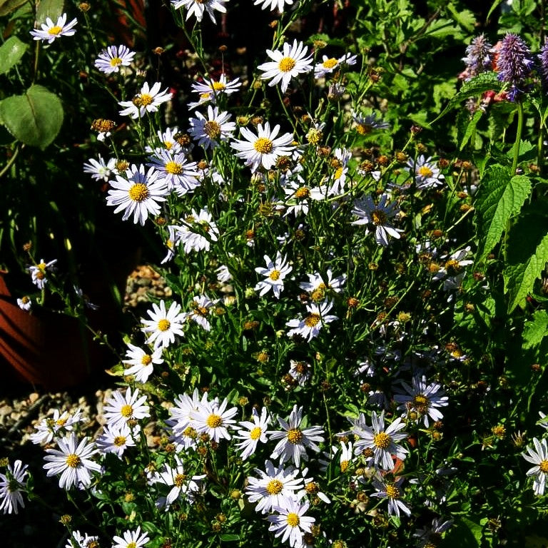 Schönaster 'Blue Star' (Kalimeris incisa)