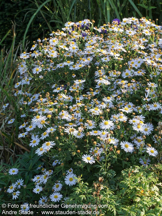 Schönaster 'Madiva' (Kalimeris incisa)