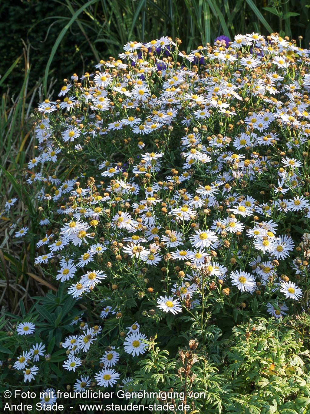 Schönaster 'Madiva' (Kalimeris incisa)