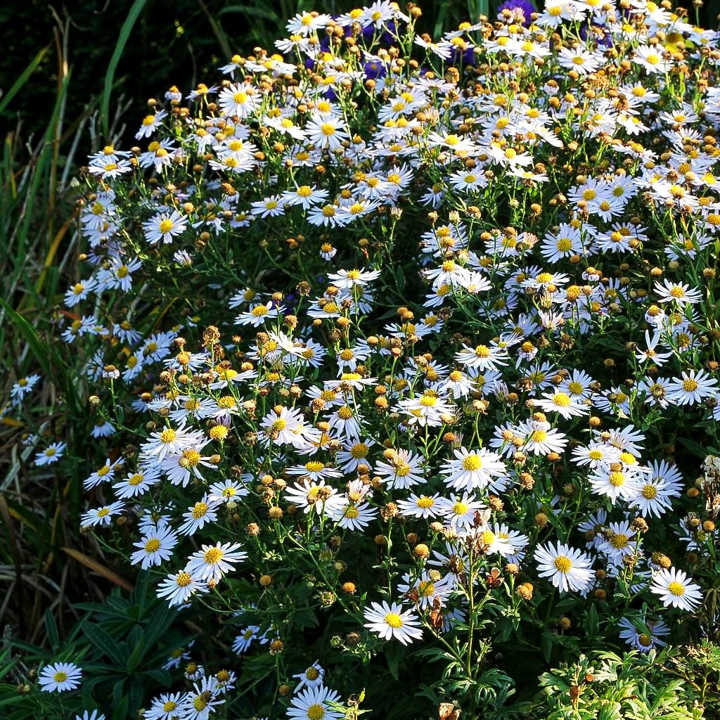 Schönaster 'Madiva' (Kalimeris incisa)