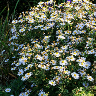Schönaster 'Madiva' (Kalimeris incisa)