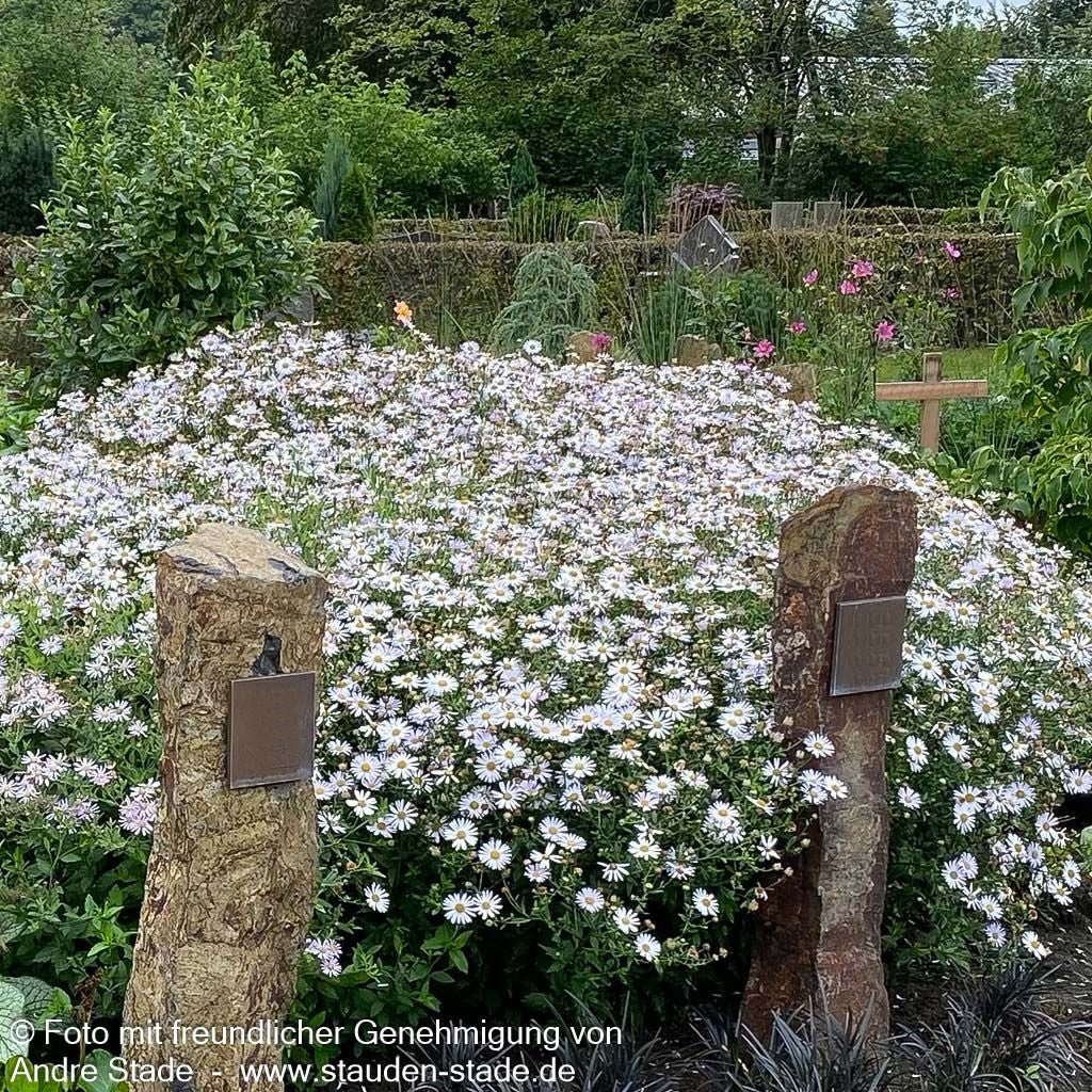 Schönaster 'Madiva' (Kalimeris incisa)
