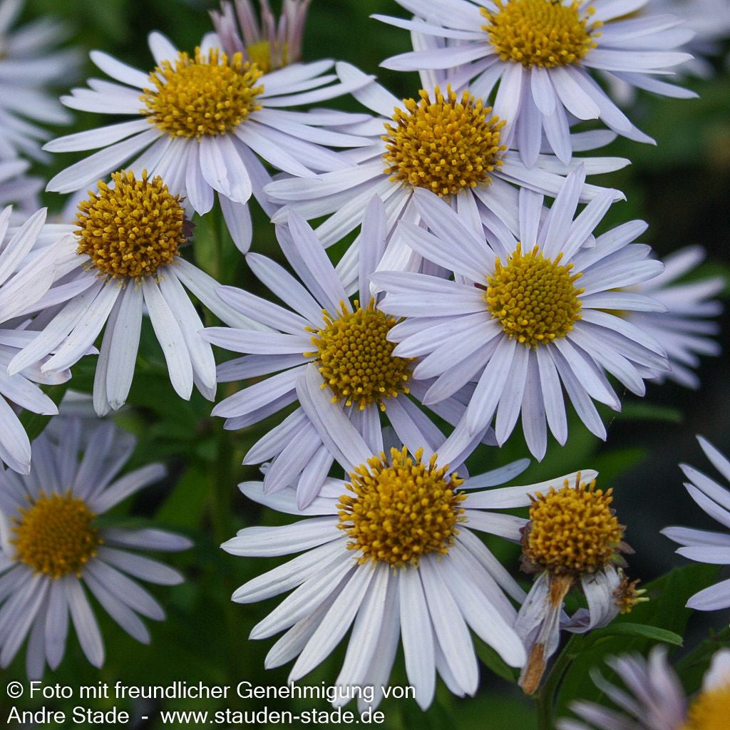 Schönaster 'Madiva' (Kalimeris incisa)
