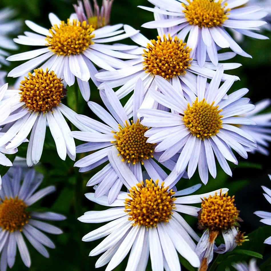 Schönaster 'Madiva' (Kalimeris incisa)