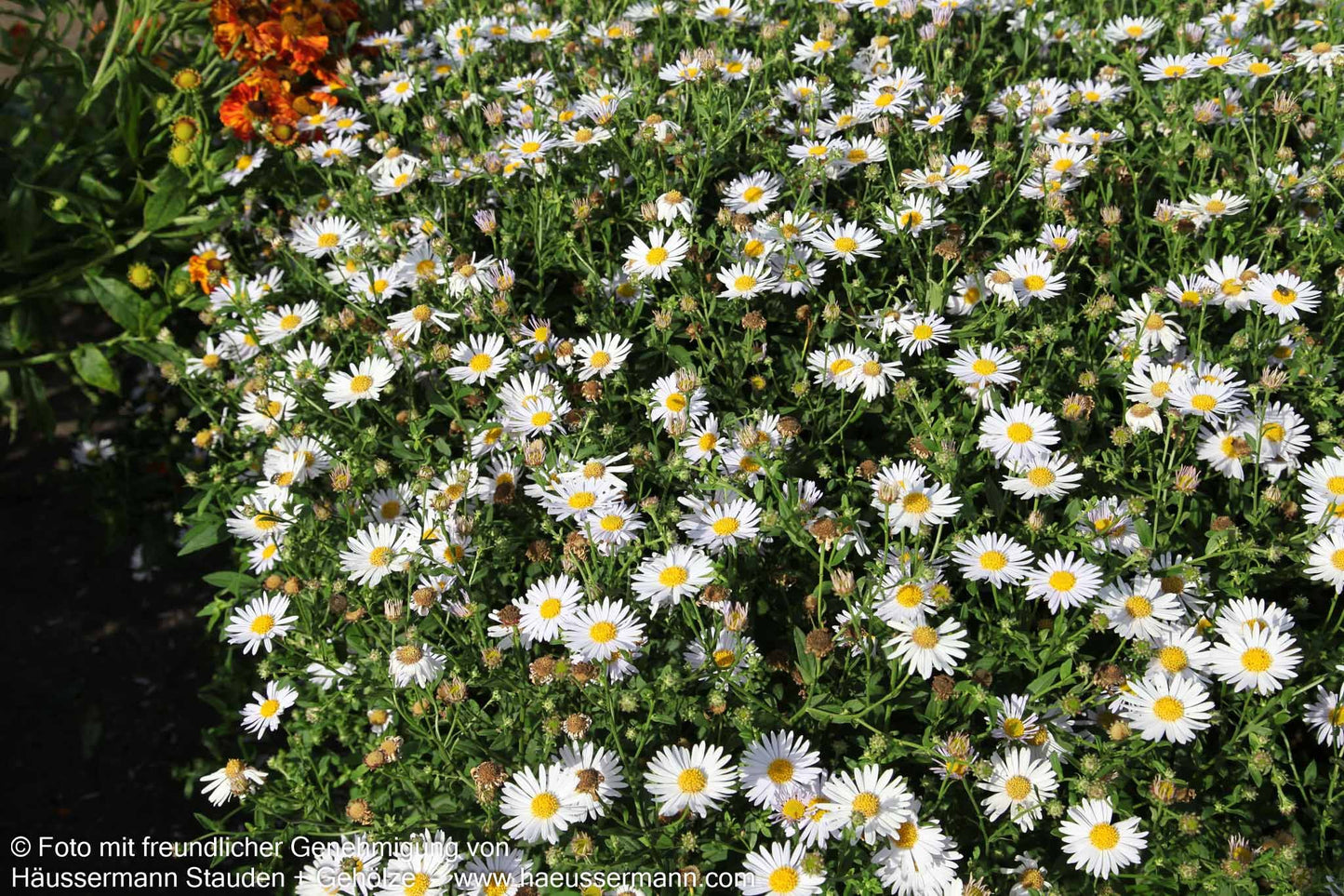 Schönaster 'Madiva' (Kalimeris incisa)