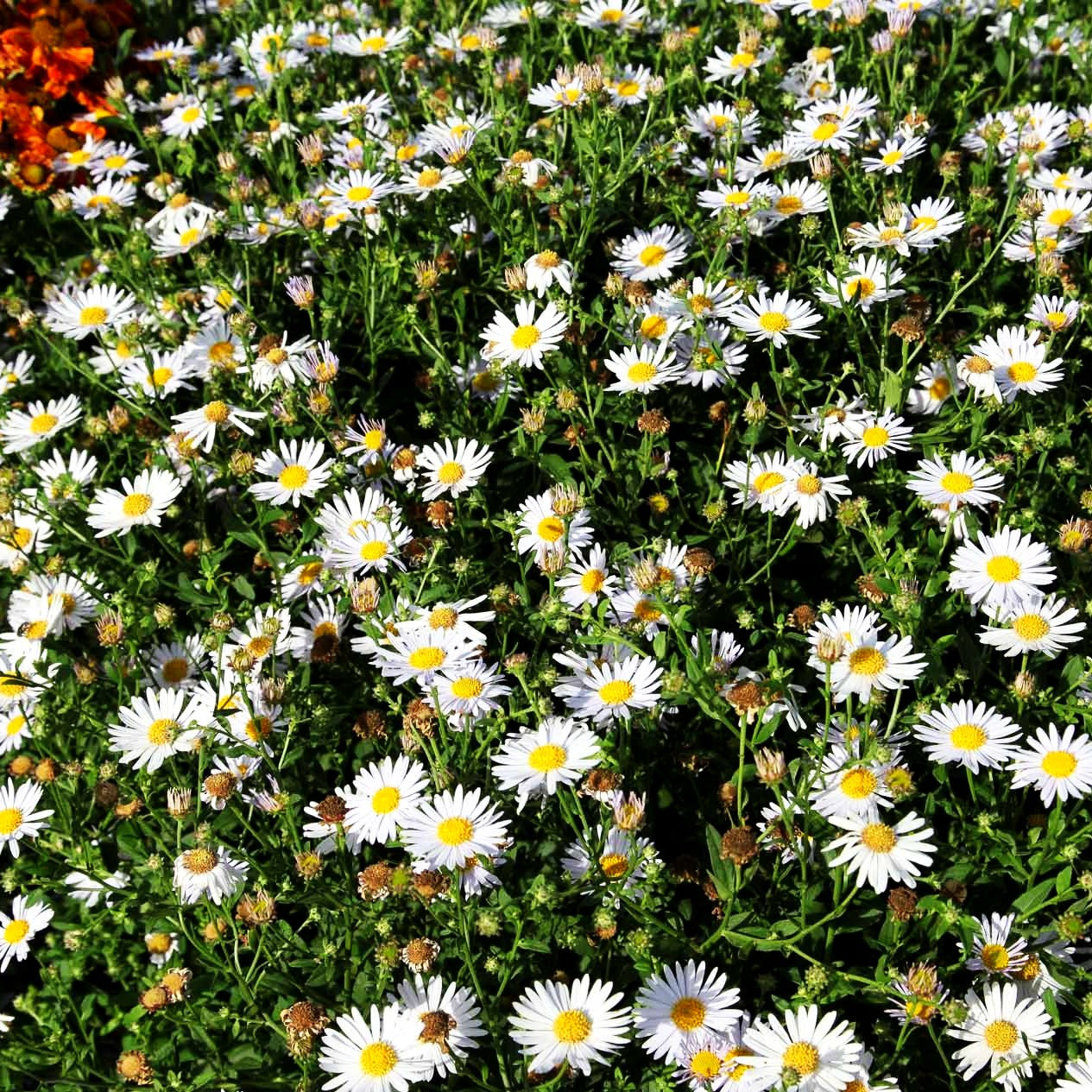 Schönaster 'Madiva' (Kalimeris incisa)