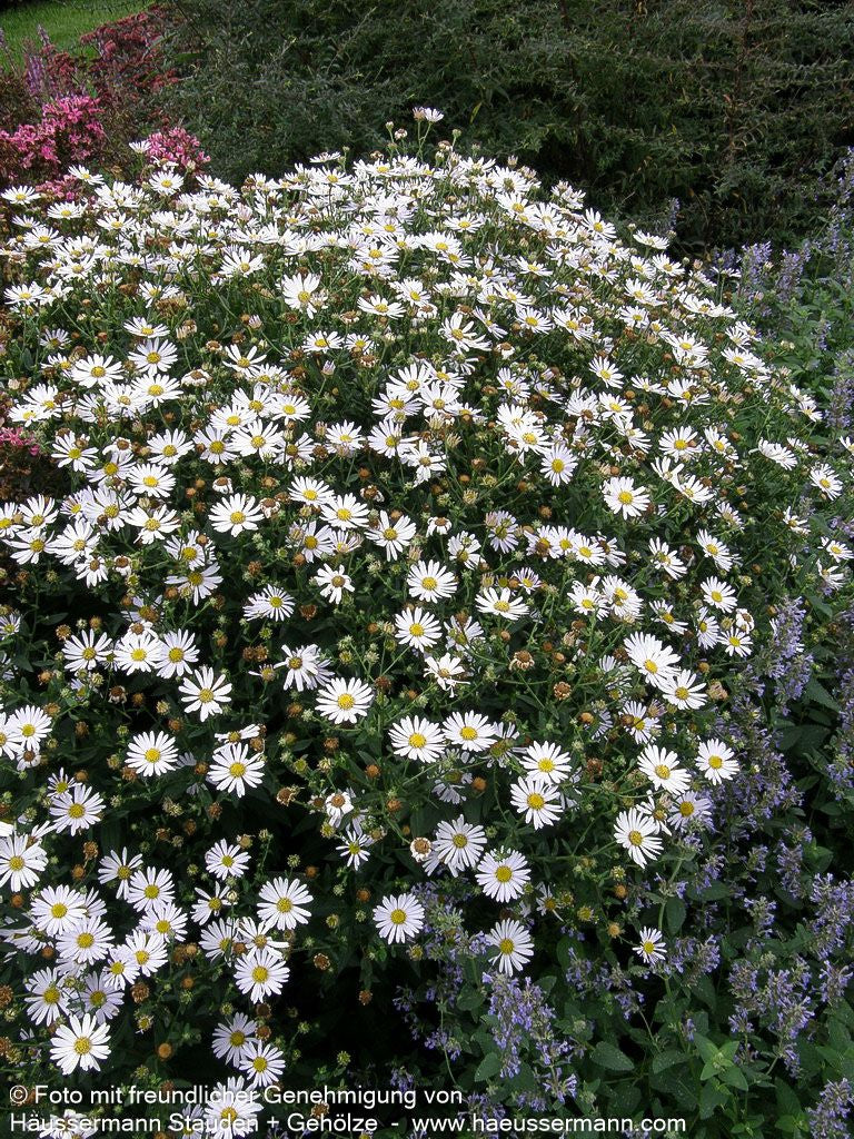 Schönaster 'Madiva' (Kalimeris incisa)