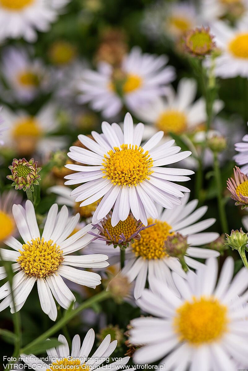 Schönaster 'Madiva' (Kalimeris incisa)