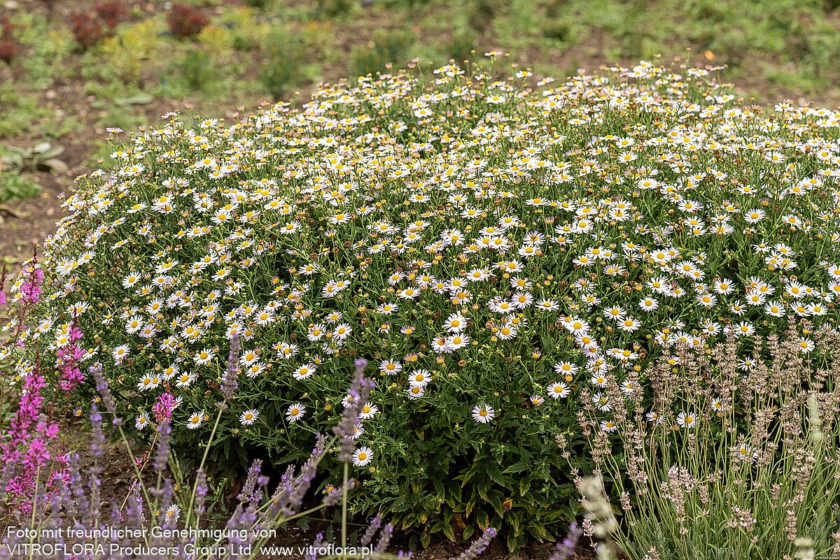 Schönaster 'Madiva' (Kalimeris incisa)