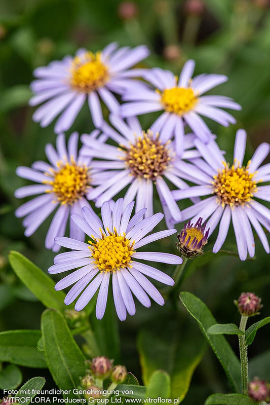 Schönaster 'Nana Blue' (Kalimeris incisa)