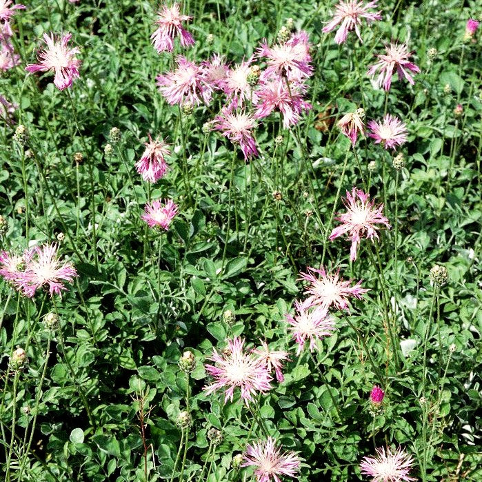 Schöne Flockenblume (Centaurea bella)