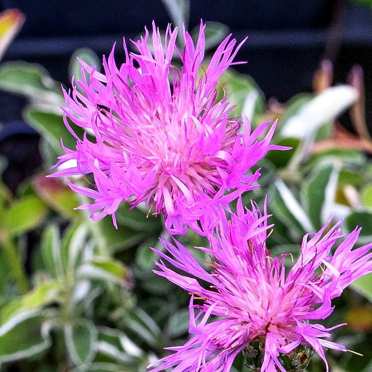 Schöne Flockenblume (Centaurea bella)