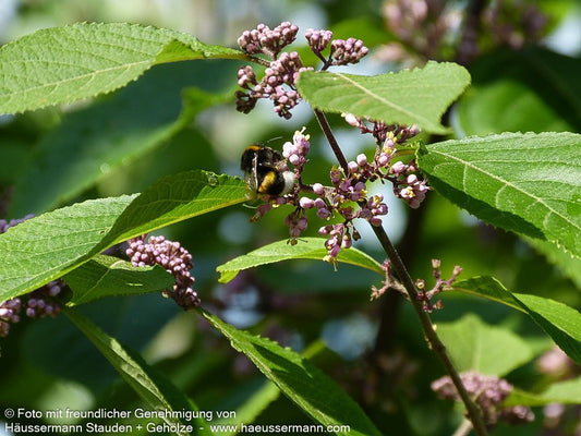 Schönfrucht, Liebesperlenstrauch 'Profusion' (Callicarpa bodinieri)