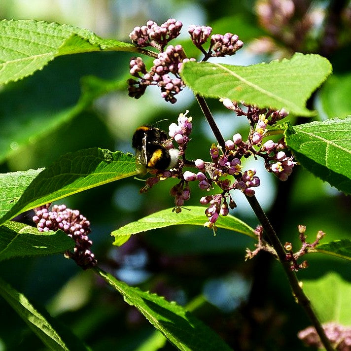 Schönfrucht, Liebesperlenstrauch 'Profusion' (Callicarpa bodinieri)