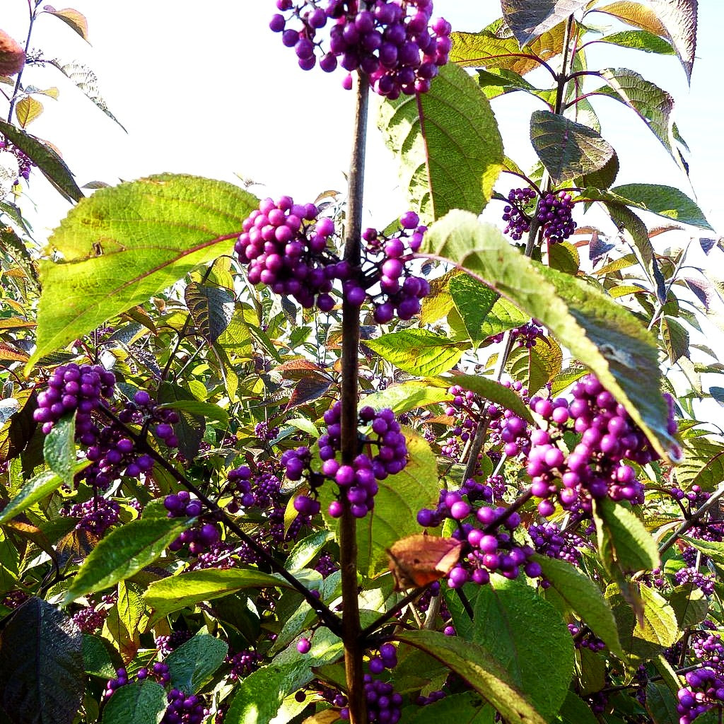 Schönfrucht, Liebesperlenstrauch 'Profusion' (Callicarpa bodinieri)