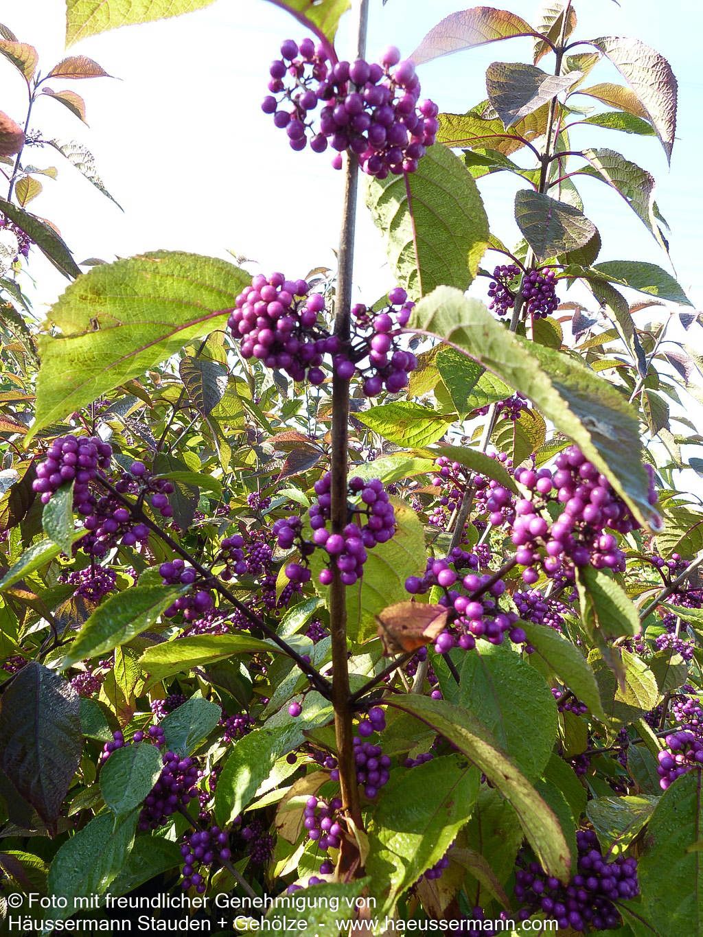 Schönfrucht, Liebesperlenstrauch 'Profusion' (Callicarpa bodinieri)