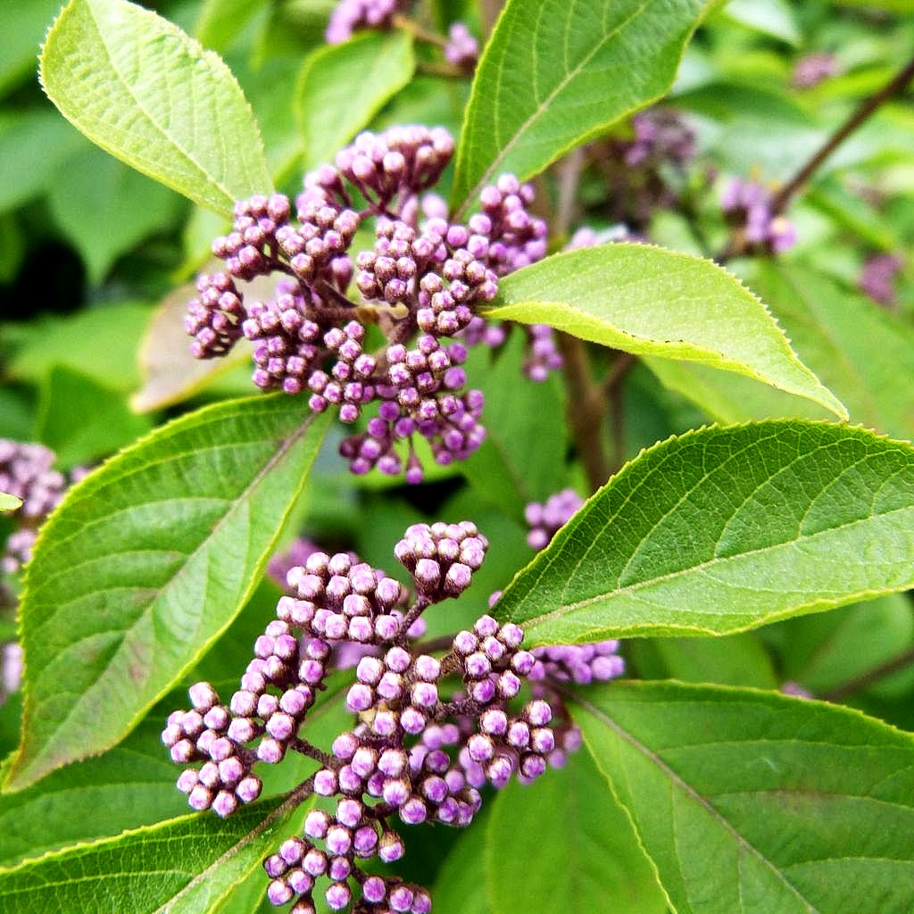 Schönfrucht, Liebesperlenstrauch 'Profusion' (Callicarpa bodinieri)